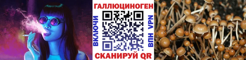 дарк нет формула  Пушкино  Псилоцибиновые грибы Cubensis 